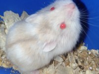 Özel Sarı Beyaz Parçalı Renk Gonzales Hamster