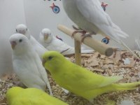 Yavru muhabbet kuşlar