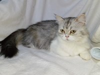 British longhair (hamile bir dişi)