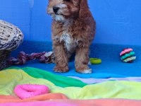 İnanılmaz Güzellikte Maltipoo Yavrular