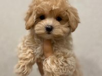 SEVİMLİ MALTİPOO YAVRULARI