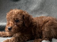 Toy Poodle Red brown bebekler