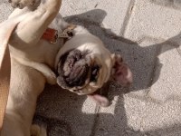 Pug köpeğimiz Isparta 9 aylık