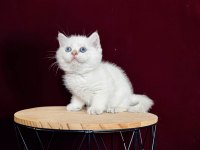 Dişi ve erkek british shorthair bebeklerim