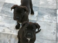 Cane corso köpeği