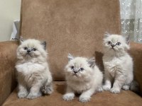 Dişi ve erkek british longhair bebeklerimiz