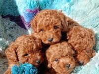 Irk Garantili Toy Poodle Bebekler