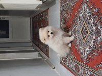 Dünya tatlısı 2,5 aylık pomerian boo