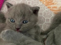 British shorthair çok tatlı yavrular