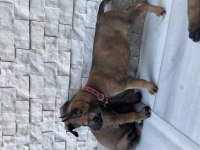 Orjinal Malinois Yavrular