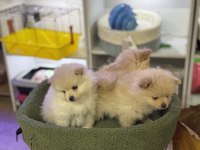 POMERANİAN BOO EMMEYİ BIRAKTILAR 2 adet yavrum var