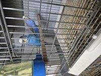 Jumbo yerli çek muhabbet kuşu