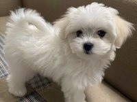 Maltipoo Yavrularımız