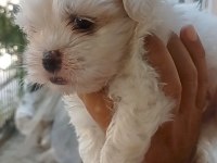 Maltese Yavrular Minyatür Boy