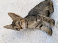 2 AYLIK KEDİLERİMİ SAHİPLENDİRMEK İSTİYORUM