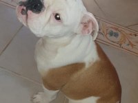 Safkan İngiliz Bulldog