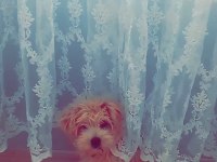 4 aylık maltipoo sahiplendirilecektir