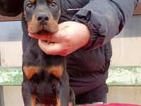 King boy doberman yavrular