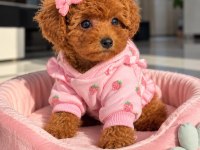 Toy Poodle Köpeği