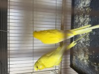 Show Jumbo japones tepeli limon hobi kuşlar