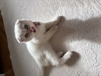 Dişi scottish fold prenses kızımız