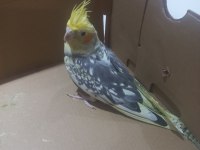 9 aylik erkek sultan papağanı