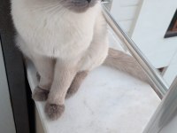 2 yaşında british shorthair blue point kısır