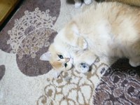 Full Şecereli Ny12 Golden Point British Shorthair Aden
