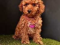 Sevimli Toy Poodle Yavrularımız