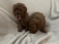AŞILI WC EĞİTİMLİ TOY POODLE YAVRULAR