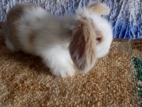 Teddy lop tavşanı yavrular mavi göz