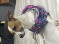 JACK RUSSELL 2 Yaşında DİŞİ