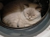 British shorthair damat arıyoruz