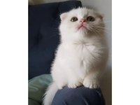 Scottish fold white