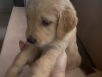 Golden Retriever Yavrular Yeni Yuvalarına Gitmeye Hazırlar