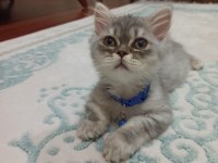 British longhair