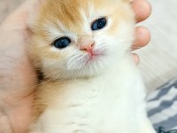Black Golden British Shorthair Yavrular