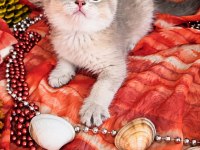 2.5 aylık british shorthair