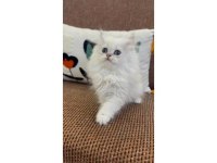 British Longhair Kedisi