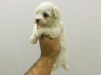 Maltipoo ve maltese yavrularım ırk garantili