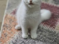 Top kafa scottish fold bebeğim teslime hazır