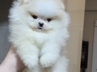 ÜST KALİTE MİNİBOY POMERANİAN BOO ERKEK