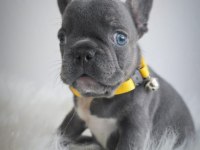 Blue egzotik French Bulldog