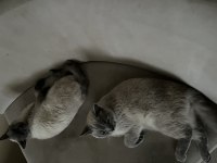 Blue Point British Shorthair