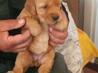 Golden retriever yavrusu köpekler