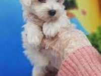 Maltese Terrier Teacup Ev Doğumlu Şirinler
