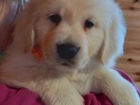 Golden Retriever Kapıda Ödeme Hizmetimiz Vardır