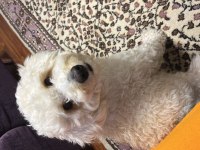 Maltipoo 1.5 yaşında erkek