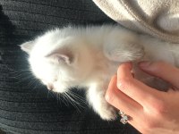 Scottish fold ve scottish straight erkek ile dişi
