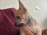 0 numara minyatür pinscher
